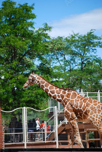 Photography giraffe in zoo