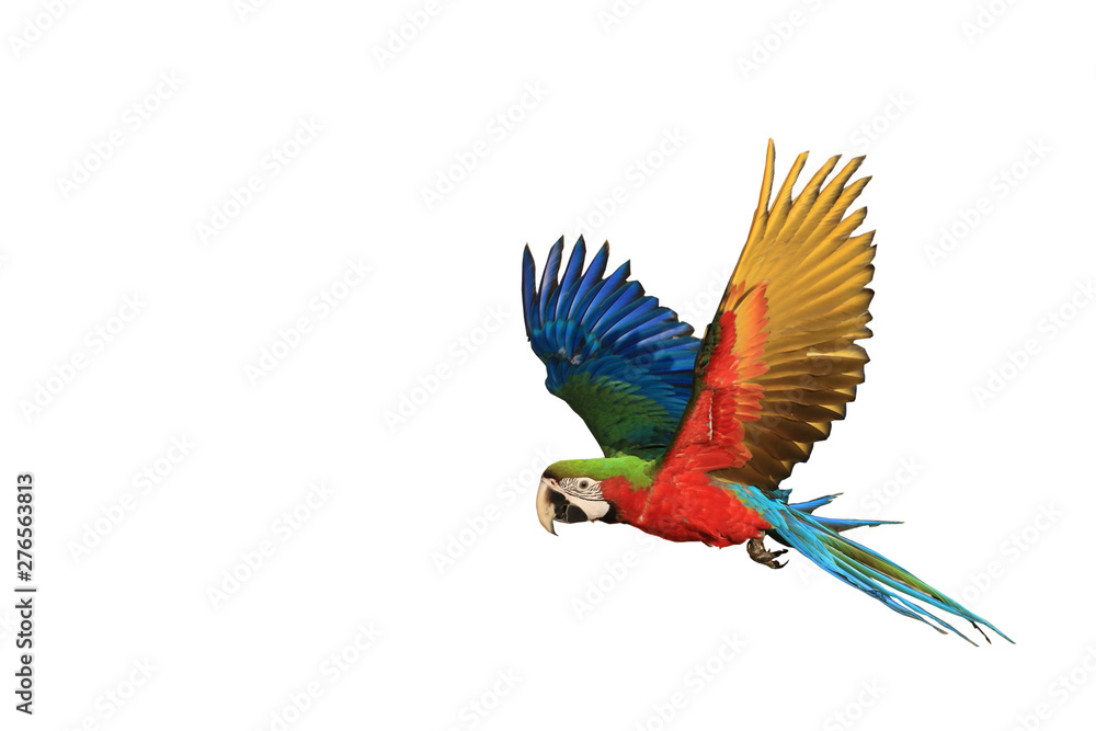 One macaw parrot is flying.