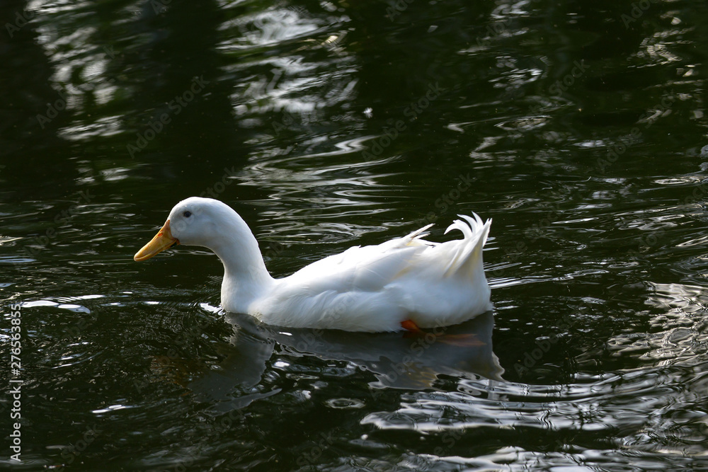 white duck swim.