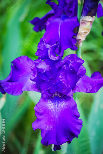Fototapeta Naklejka Na Ścianę i Meble -  iris in the garden