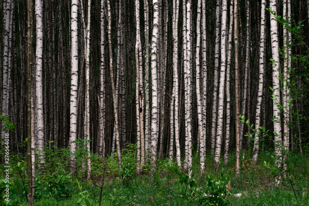 Obraz premium Many trunks of birches in the forest