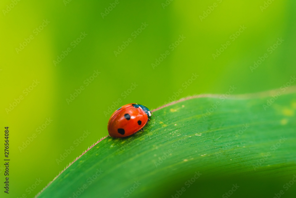 Naklejka premium Ladybug on the grass macro