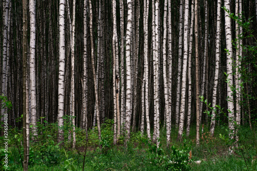 Fototapeta Naklejka Na Ścianę i Meble -  Many trunks of birches in the forest