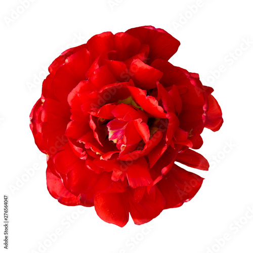 Red beautiful peony flower head isolated on white background.
