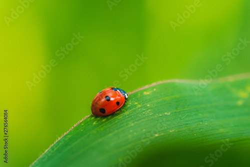 Ladybug on the grass macro