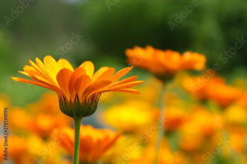 Orange Pot Marigold flowers on blur meadow background. Calendula officinalis medicinal plant.