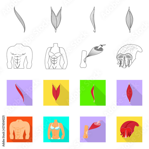 Vector design of fiber and muscular logo. Set of fiber and body vector icon for stock.