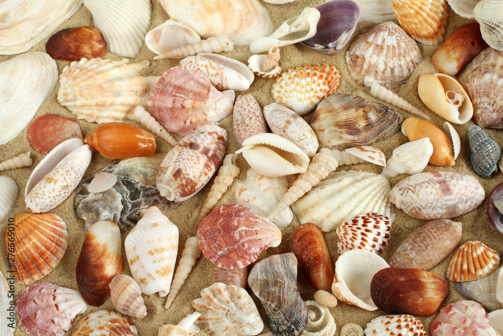 Sea shells and mussels on the sand Sea shells and mussels on the sand