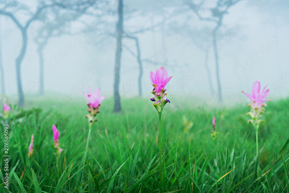 Fototapeta premium Dok Krachiao Siam Tulip flower field , selective focus (detailed close-up shot)