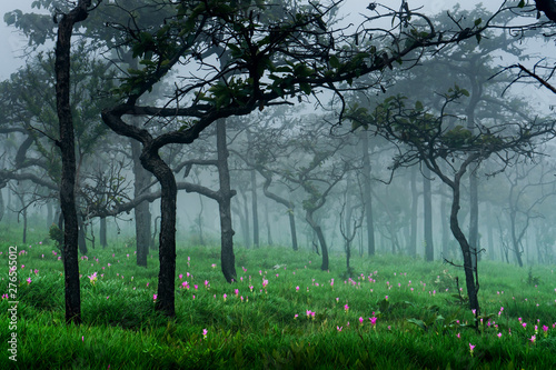 Dok Krachiao Siam Tulip  flower field , selective focus (detailed close-up shot)