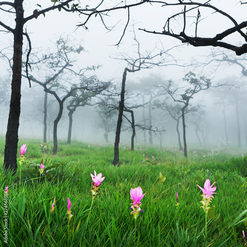 Dok Krachiao Siam Tulip  flower field , selective focus (detailed close-up shot)