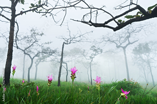 Dok Krachiao Siam Tulip  flower field , selective focus (detailed close-up shot)