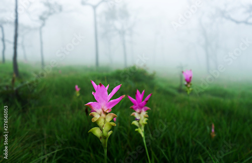 Dok Krachiao Siam Tulip  flower field , selective focus (detailed close-up shot)