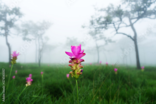 Dok Krachiao Siam Tulip  flower field , selective focus (detailed close-up shot)