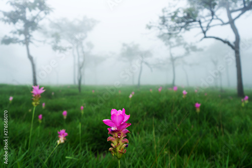 Dok Krachiao Siam Tulip  flower field , selective focus (detailed close-up shot)