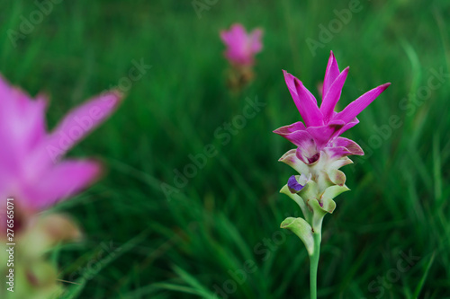 Dok Krachiao Siam Tulip, selective focus (detailed close-up shot)