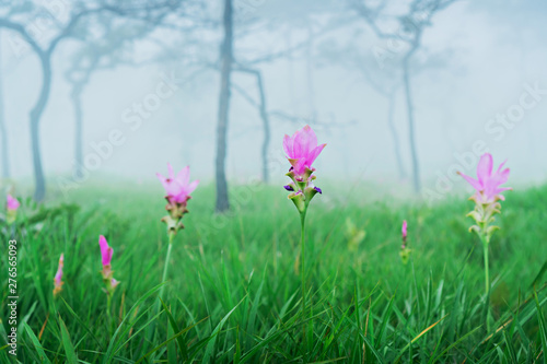 Dok Krachiao Siam Tulip  flower field , selective focus (detailed close-up shot)
