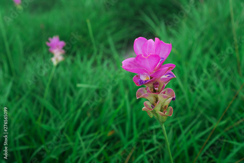 Dok Krachiao Siam Tulip, selective focus (detailed close-up shot)