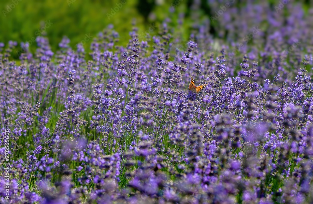 Obraz premium Vanessa cardui butterfly in lavender flowers macro insect nature close up 