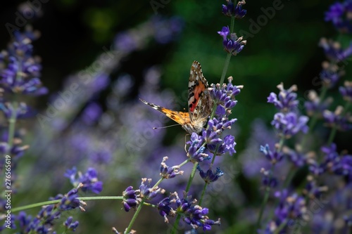 Vanessa cardui butterfly in lavender flowers macro insect nature close up  © Serhii