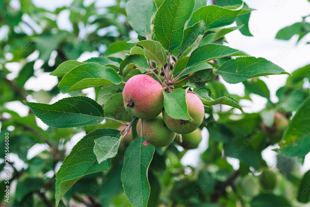 Apples ripen in the summer