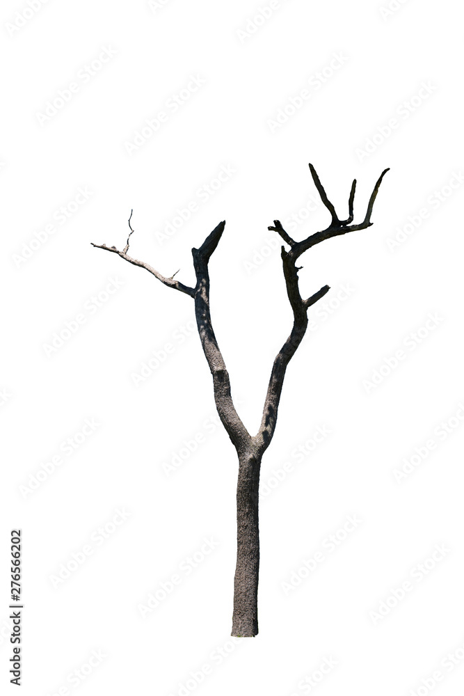 Dead tree in white background Dead tree in white background