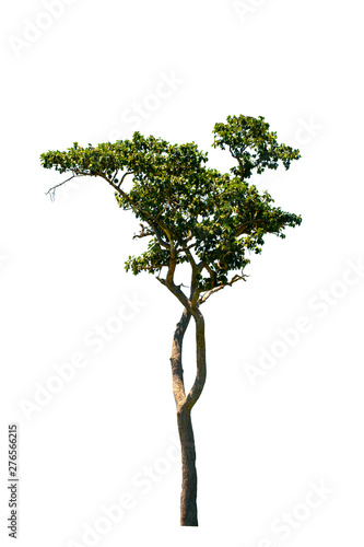 Tree with green leaves in the white background