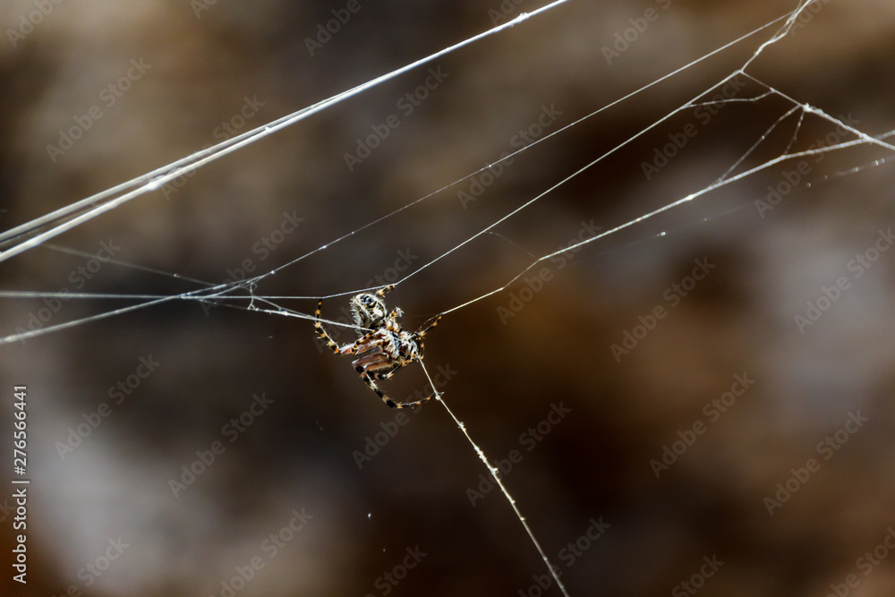 Argiope trifasciata spider hid in the center of its web mountains. Close up, blurred lava rocks in the background. Tenerife, Canary Islands..