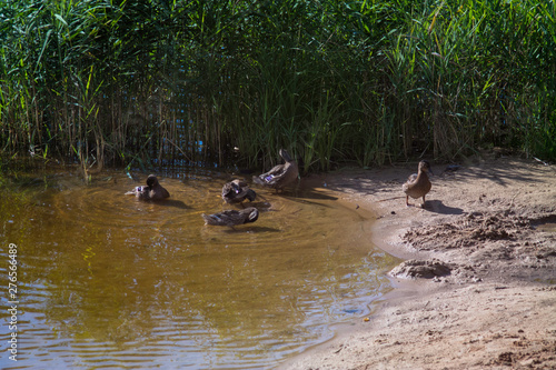 ducks grass shore river