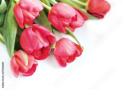 Fototapeta Naklejka Na Ścianę i Meble -  tulip flowers on a light background, close-up