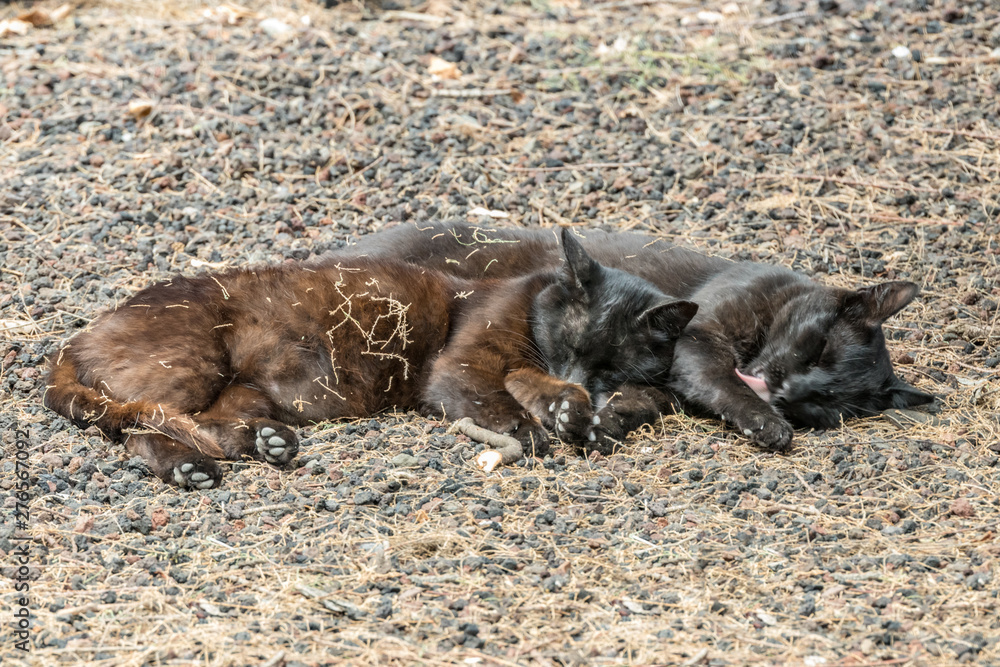 Two feral cats having a good time near the Caleta beach in La Gomera Island. Couple sleeps sweetly, basking on porous lava pebbles. The shot is made from a long distance with a long-focus lens. Two feral cats having a good time near the Caleta beach in La Gomera Island. Couple sleeps sweetly, basking on porous lava pebbles. The shot is made from a long distance with a long-focus lens.