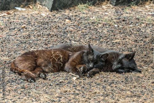 Two feral cats having a good time near the Caleta beach in La Gomera Island. Couple sleeps sweetly, basking on porous lava pebbles. The shot is made from a long distance with a long-focus lens. © Yury