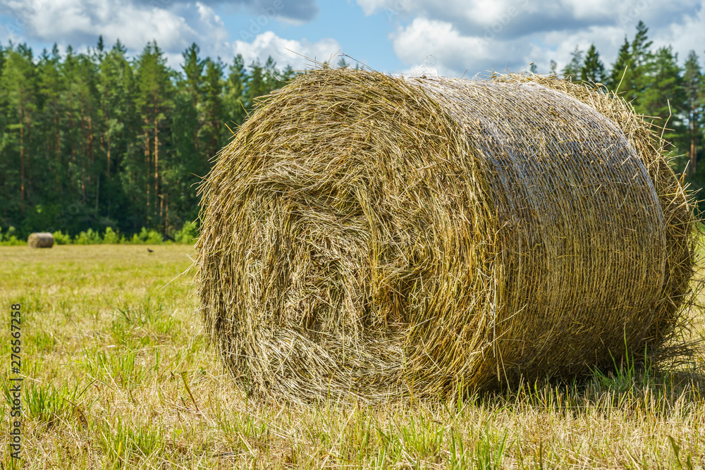 hay roll on a grass field on a sunny day