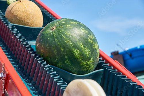 Loader for delicate loading of melon crops. Agricultural machinery