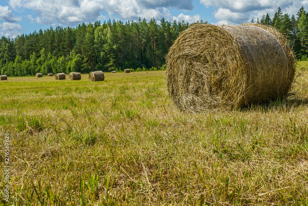hay rolls on a grass field on a sunny day hay rolls on a grass field on a sunny day