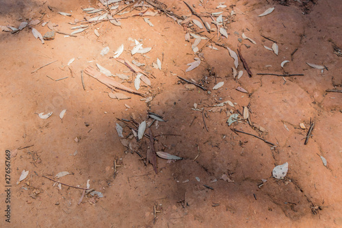 Texture of ferruginous red Ferralsol or laterite soil in Table Mountain National Park in Cape Town, South Africa. photo