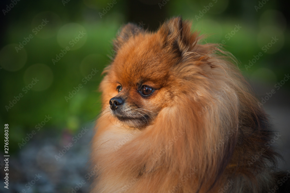 close up Pomeranian spitz, cute fluffy charming red-haired Pomeranian Spitz in full walking in the park, walk with dog on a sunny day, caring for a pet