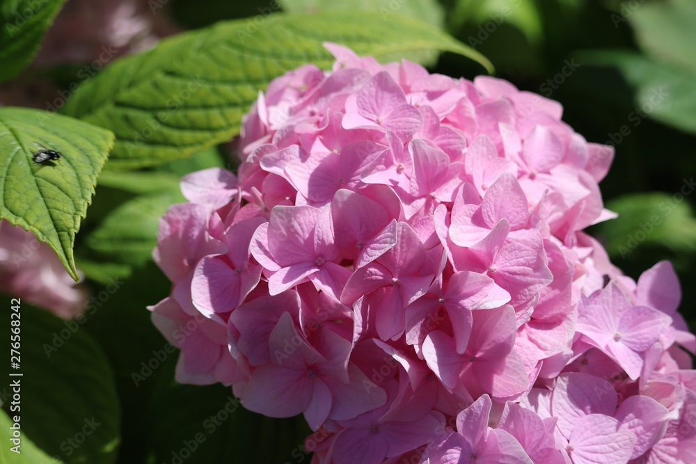 Hortensia Hortensia