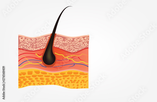 Healthy human skin layer with pores, and muscle tissue medical use, vector illustration