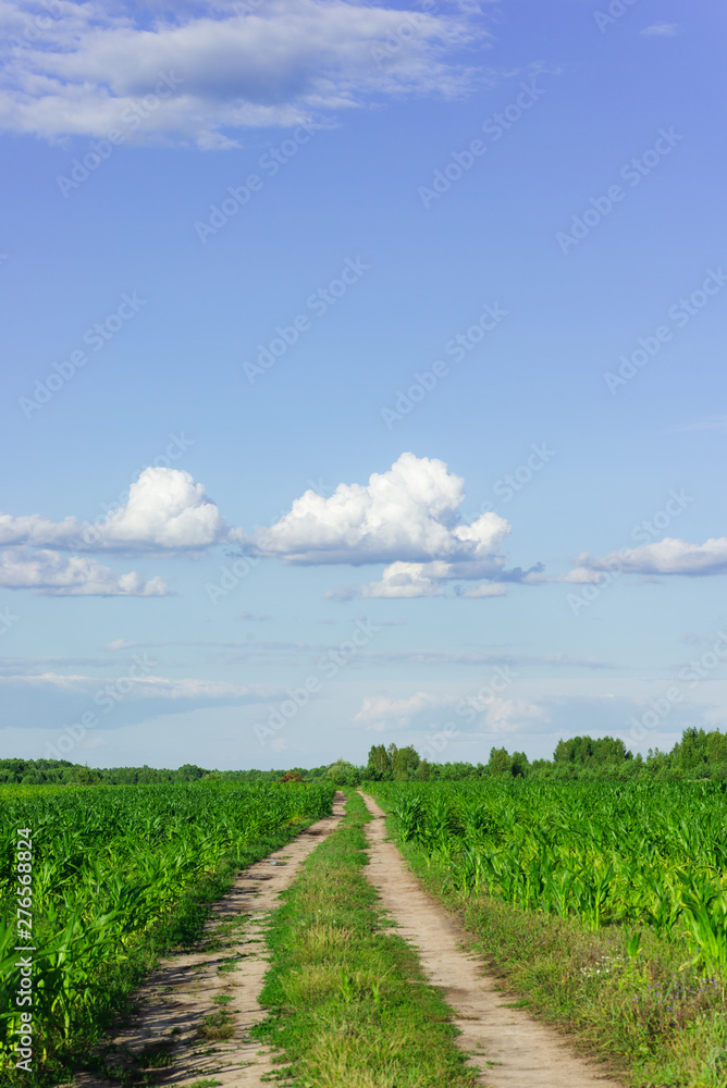 Rural road among a corn field in the summer