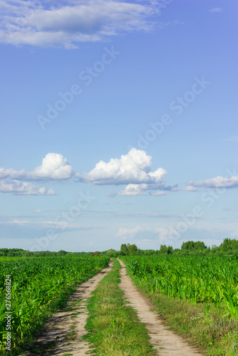 Obraz na płótnie Rural road among a corn field in the summer w salonie