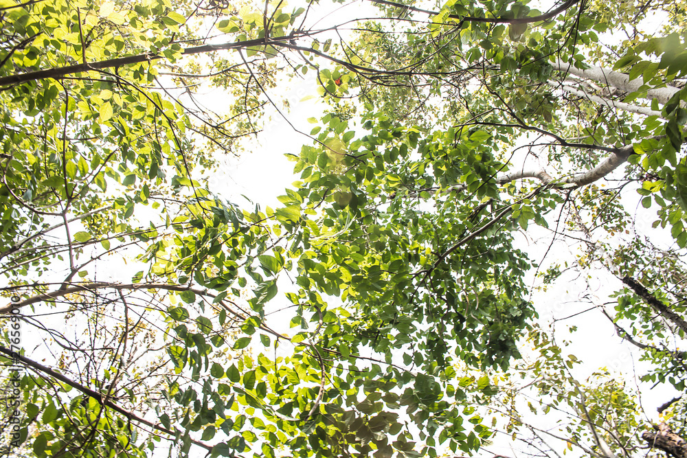 Green leaves, the background is sky and clouds. Green leaves, the background is sky and clouds.