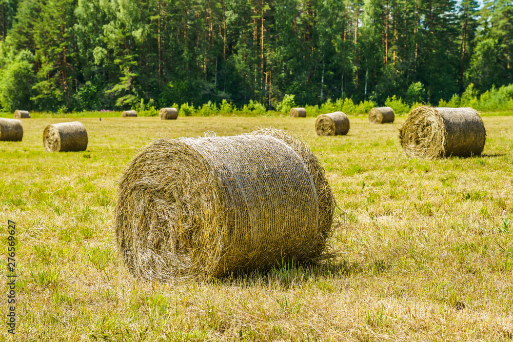 hay rolls on a grass field on a sunny day hay rolls on a grass field on a sunny day
