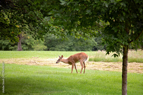 Doe a Deer a Female Deer. Beautiful, gentle deer eating grass in Maudsley State Park in Newburyport Massachusetts. Summer sight seeing on the forest path. © ELG Photography