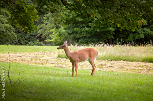 Doe a Deer a Female Deer. Beautiful, gentle deer eating grass in Maudsley State Park in Newburyport Massachusetts. Summer sight seeing on the forest path.