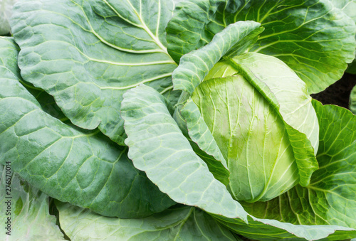 Close up green cabbage or headed cabbage growing in harvest fielde .Organic vegetable at freshness atmosphere farm.vegetarian food cooking.Healthy food high fiber.