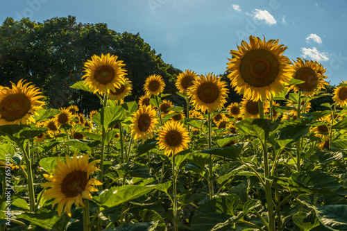 Sunflowers blossoming in the fields