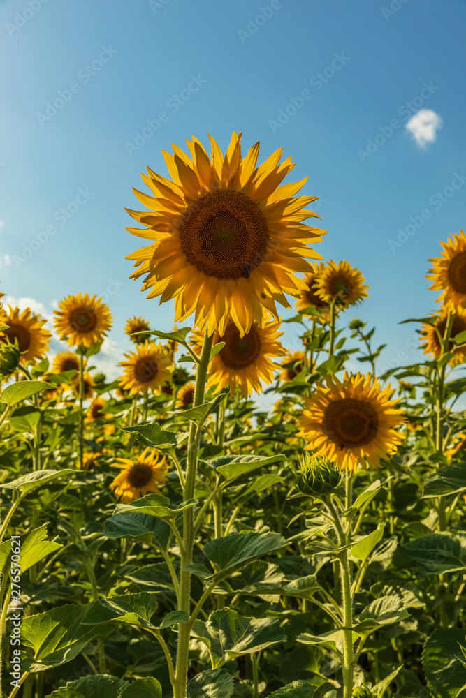Sunflowers blossoming in the fields