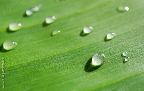 Close up fresh banana leaf green line with droplets texture nautre background.
