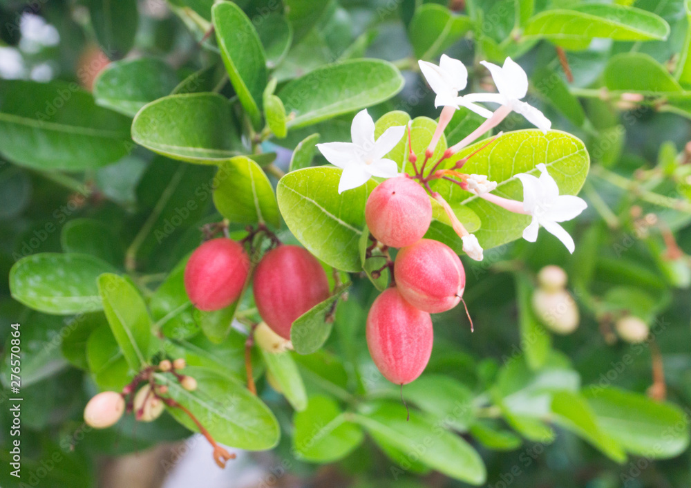 Group of Carunda or Karonda bunch ripe pink or red fruits with white Carunda flowers for herb or medicine or juice, high vitamin c,antioxidant,sour flavour,healthy fruit Group of Carunda or Karonda bunch ripe pink or red fruits with white Carunda flowers for herb or medicine or juice, high vitamin c,antioxidant,sour flavour,healthy fruit